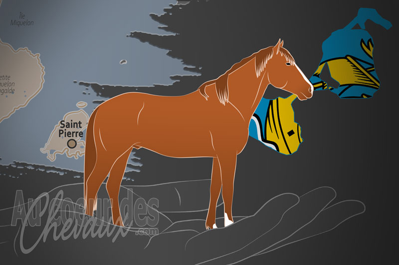 La Propri�taires �leveurs Gardiens de l'Ancestrale S�lection des �quid�s un organisme de race � Saint Pierre et Miquelon