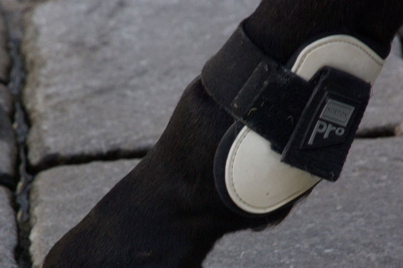 Un prot�ge boulet sur le post�rieur d'un cheval