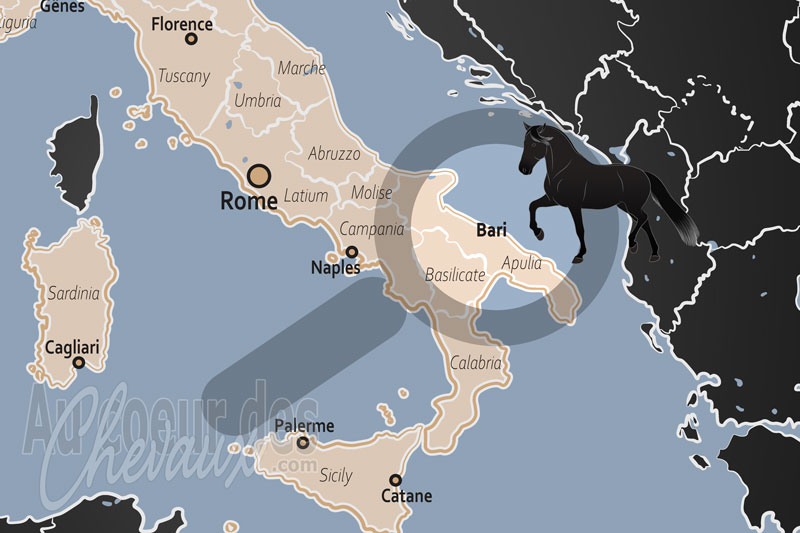 La Province de Bari, berceau du cheval murgese et de l'excellence �quine des pouilles