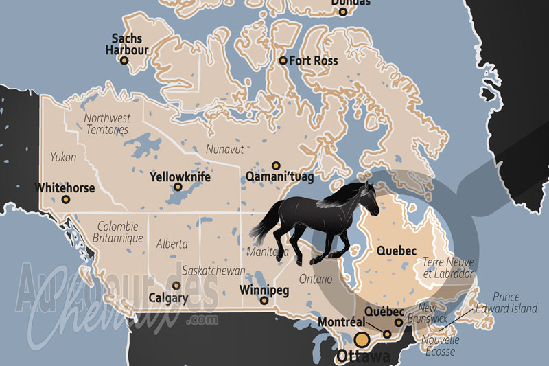 La Province de Qu�bec, le � petit cheval de fer � et l'�veil d'une culture �questre distincte