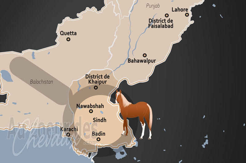 La Province de Sindh, berceau du cheval sindhi et h�ritage de la vall�e de l'indus