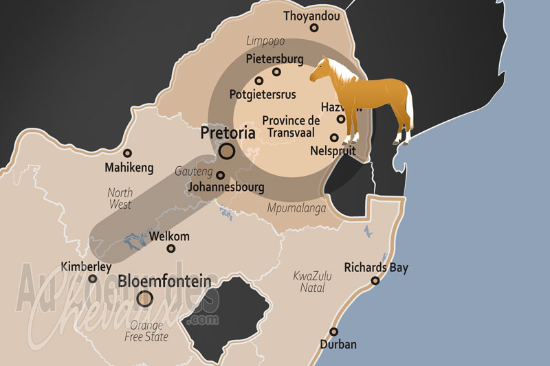 La Province de Transvaal, c?ur historique de l'�quitation de selle et de l'�levage des plaines