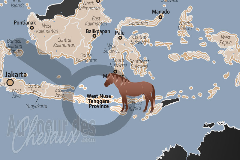 La Province des Petites �les de la Sonde Occidentales, terre de poneys et tradition des jeunes cavaliers