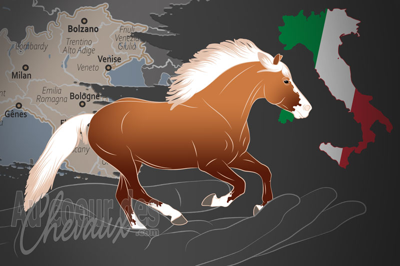 La Provincial Federation of South Tyrol Haflinger Horse Breeders un organisme de race en Italie