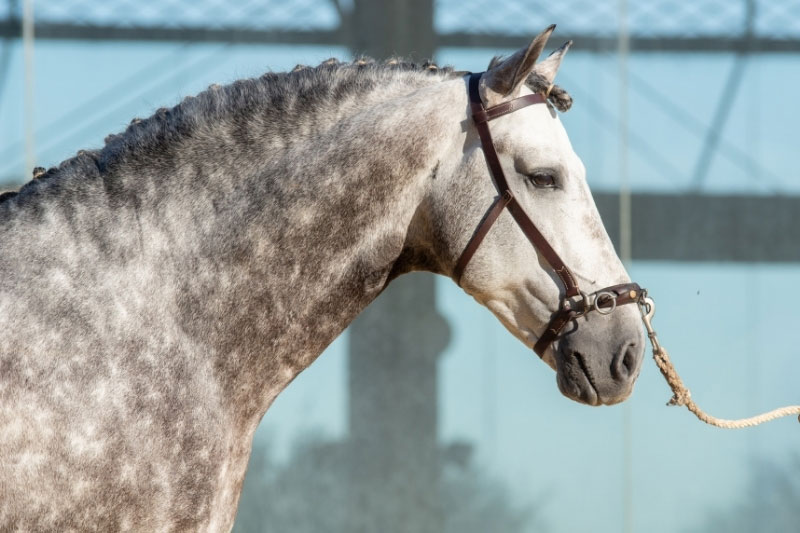 Une vue de la t�te du Cheval Pure Race Espagnole