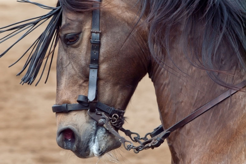 Une vue de la t�te du Cheval Pure Race Espagnole