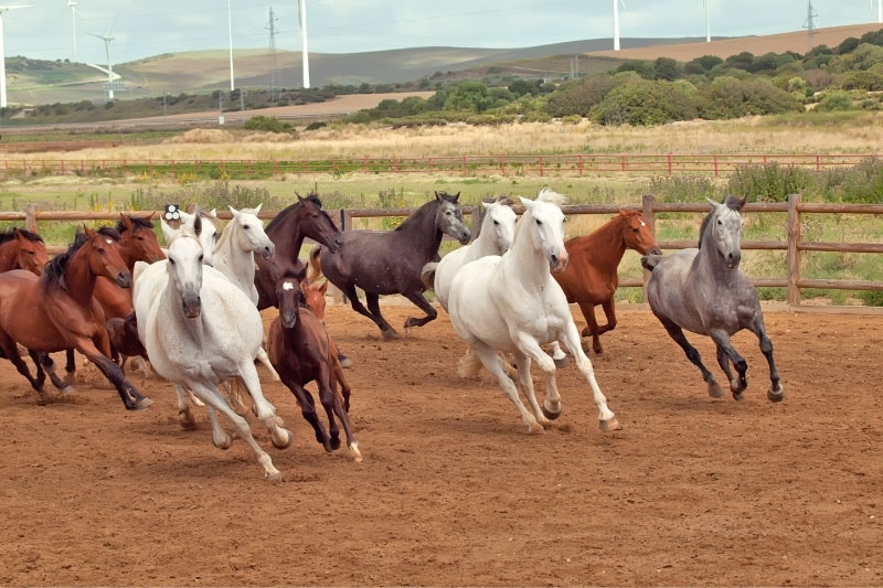 Une vue du Cheval Pure Race Espagnole au galop