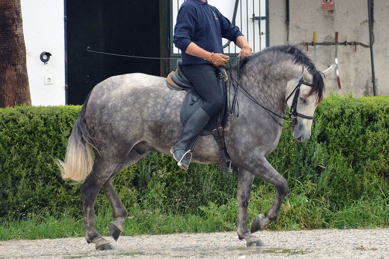 Une vue du Cheval Pure Race Espagnole avec un attelage