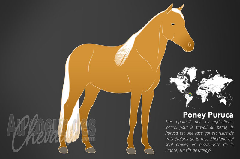 Le Puruca un poney originaire du Br�sil