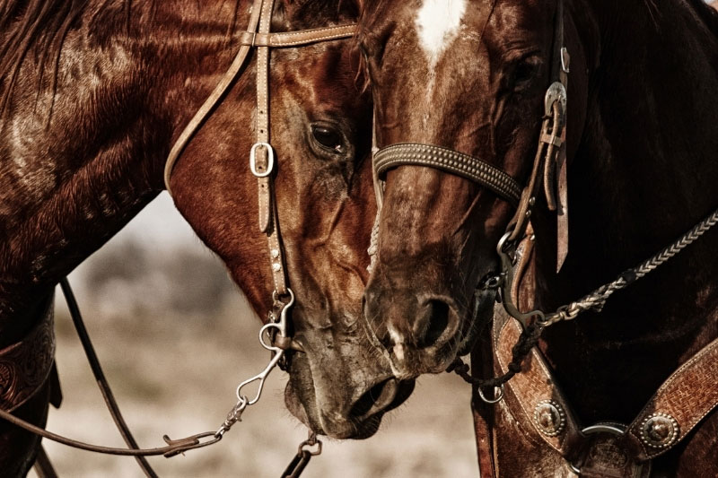 Une vue de la t�te du Quarter Horse
