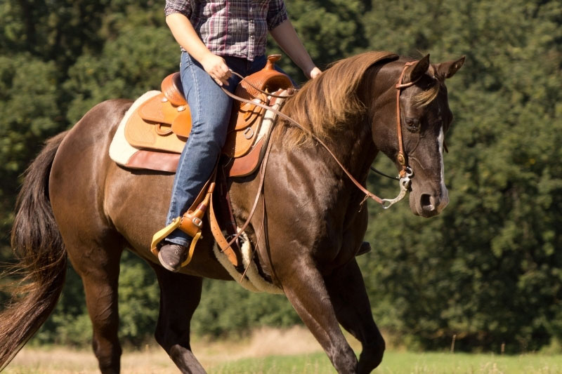 Une vue du Quarter Horse avec un cavalier sur son dos