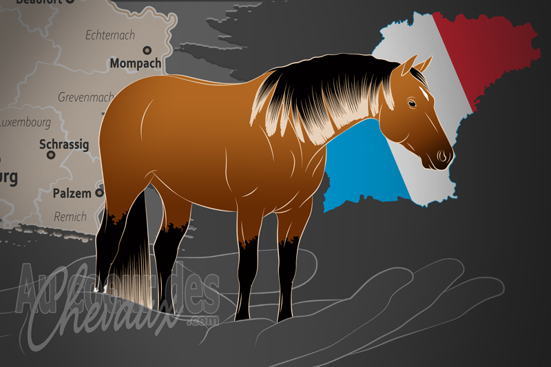 La Quarter Horse Association Luxembourg un organisme de race au Luxembourg