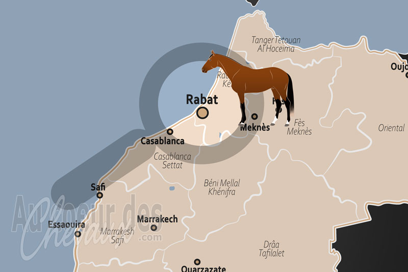 Rabat, c?ur battant de la renaissance �questre marocaine
