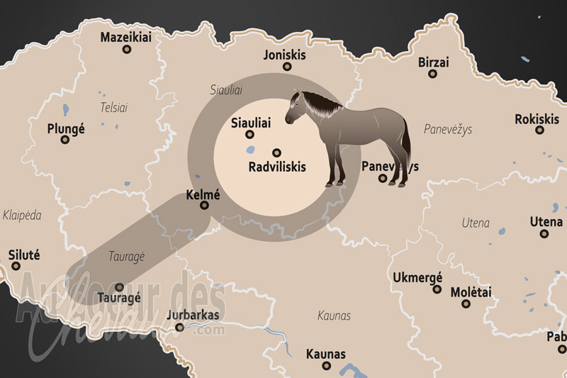 Radviliskis, le berceau de l'�levage du cheval de trait lituanien