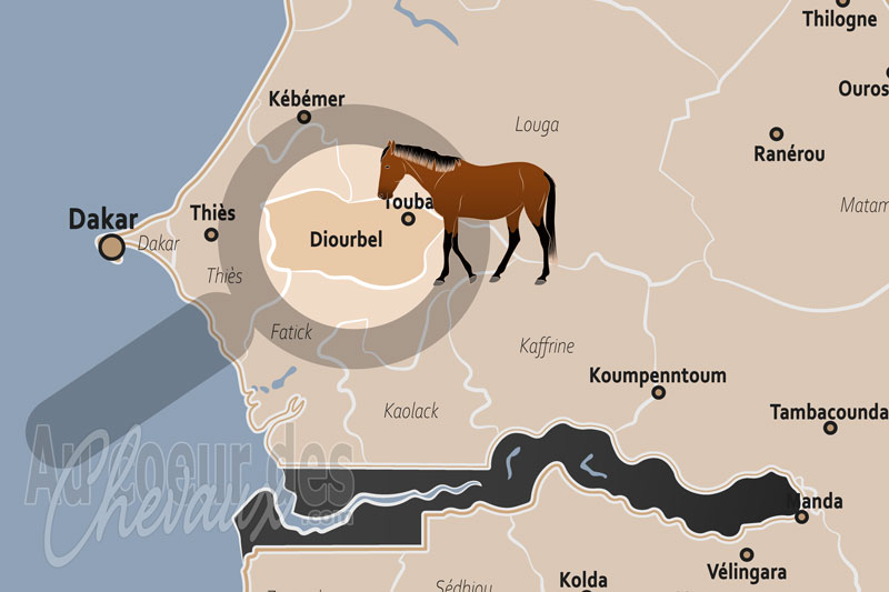 La R�gion de Diourbel, le cheval, moteur du bassin arachidier et symbole de tradition