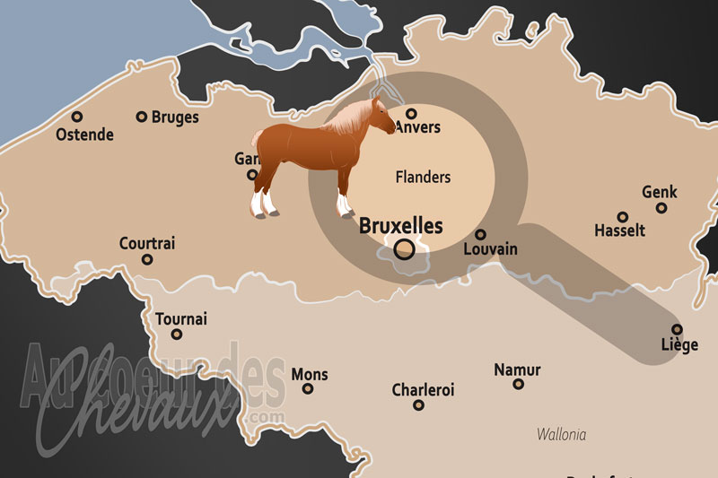 La R�gion de Flandre, la terre sacr�e des g�ants de trait et des crins d'or