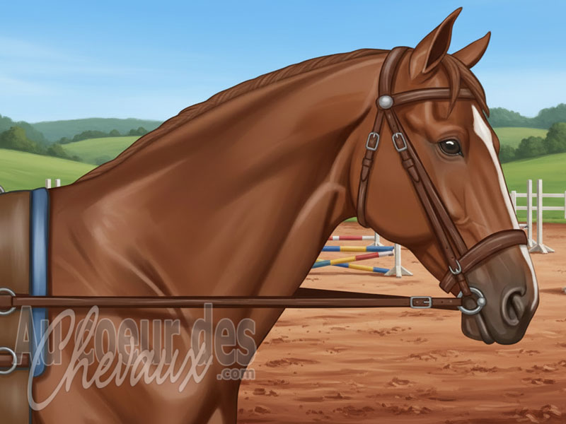Les R�nes fixes pour le cheval, stabilisation lat�rale, contact constant et travail de base � la longe