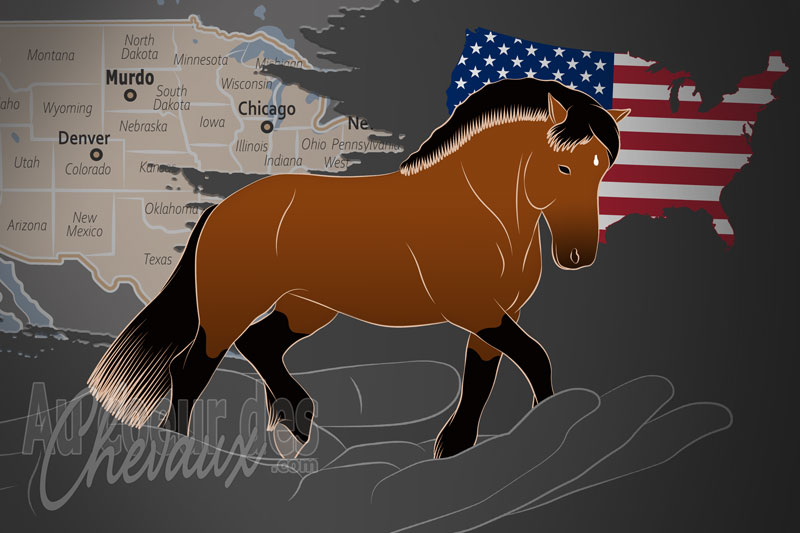 L'Association Internationale du Cheval Pfalz Rh�nan, un organisme de gestion du rh�nan aux �tats unis