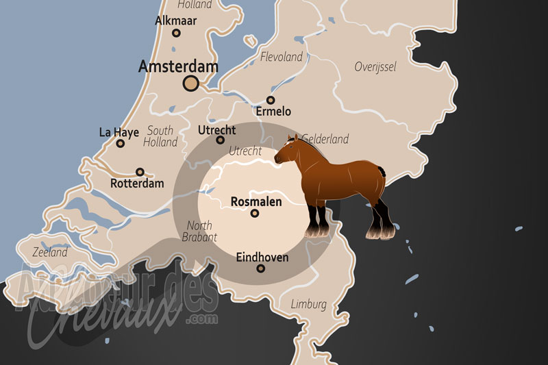 Rosmalen, un �picentre de l'excellence �questre au c?ur du brabant-septentrional