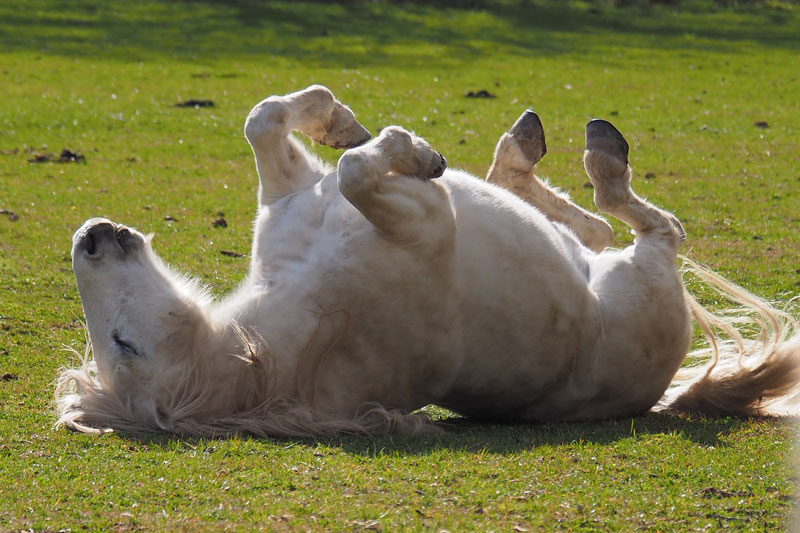 Un cheval qui se roule dans l'herbe