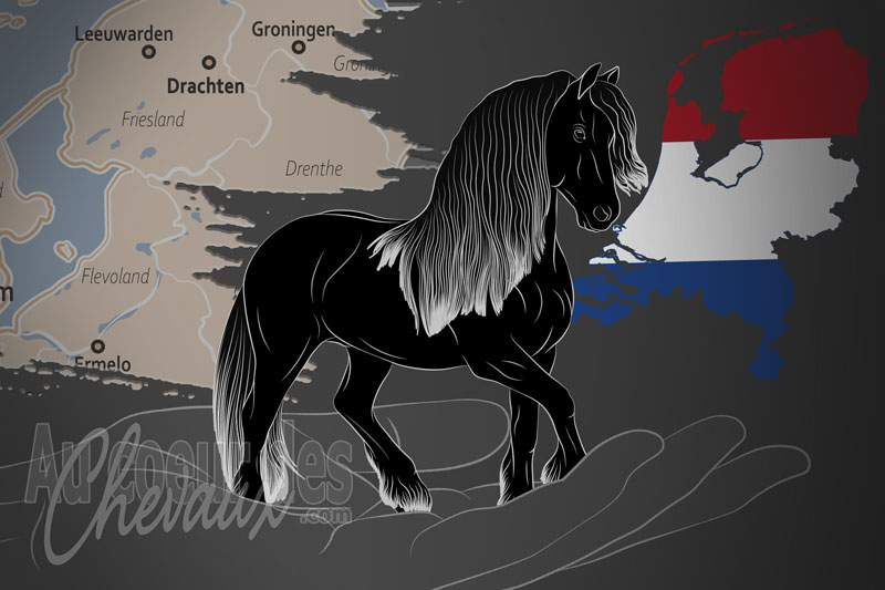 Le Frison Royal, une organisation qui g�re le cheval frison aux pays bas