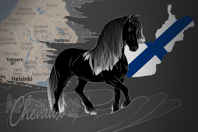 Le Frison Royal de Finlande, un organisme de gestion du frison en finlande