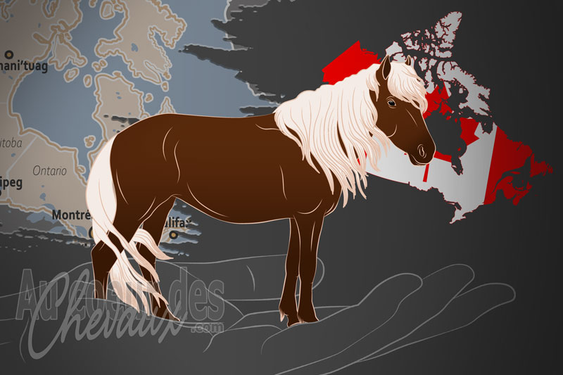 L'Institut de l'�le de Sable, une organisation qui g�re le cheval de l'�le de sable au canada