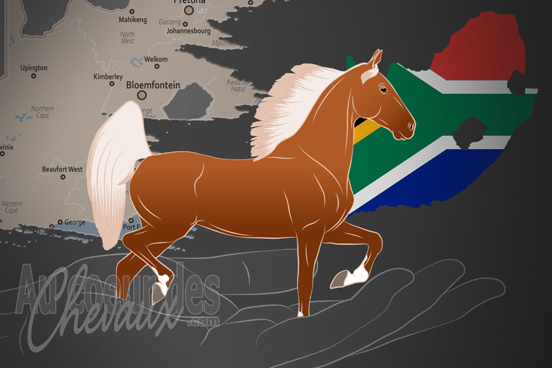La Soci�t� des �leveurs de Chevaux de Selle d'Afrique du Sud, un organisme de gestion de l'american saddlebred en afrique du sud