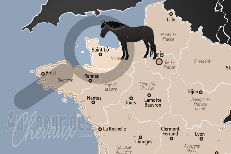 Saint L�, la capitale du cheval et le c?ur battant du selle fran�ais