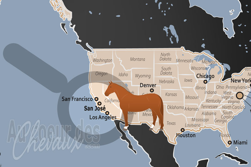 San Jos�, l'�quitation au c?ur de la silicon valley