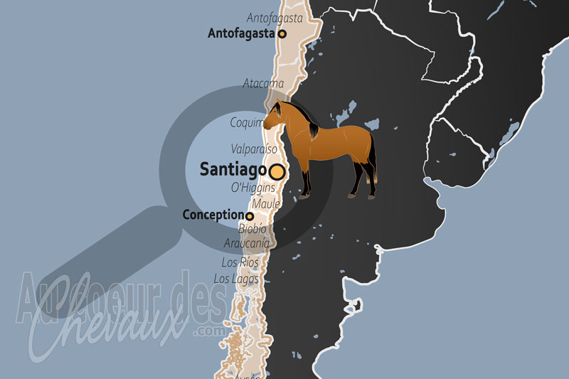 Santiago, �picentre de la tradition du � caballo chileno � et de l'excellence hippique