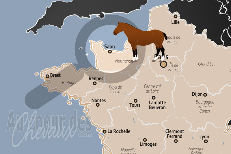 Saon, un �crin d'excellence pour l'�levage du selle fran�ais en normandie