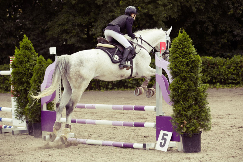 Un cheval dans une comp�tition de saut d'obstacles