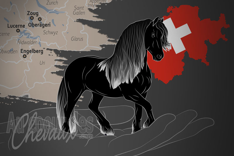 L'Association Suisse du Cheval Frison, un organisme de gestion du frison en suisse