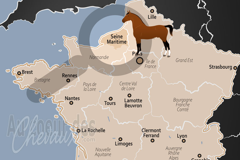 Le D�partement de la Seine Maritime, pilier de l'�levage normand et de la performance hippique littorale