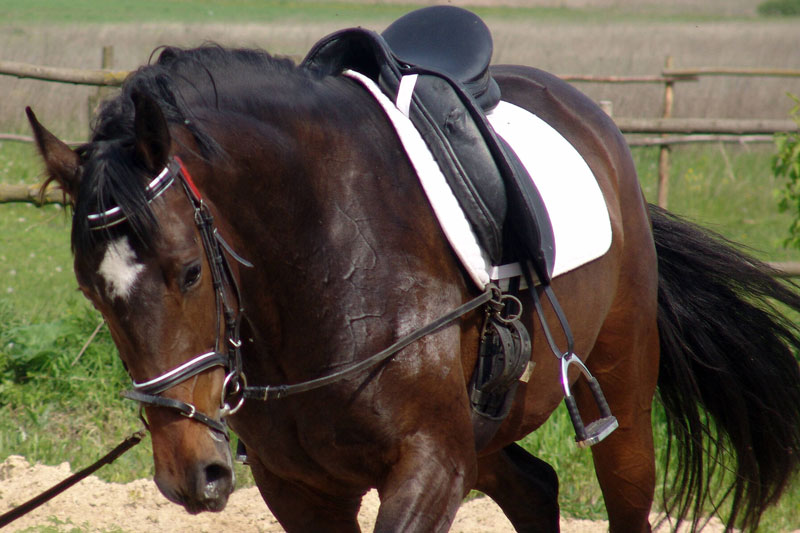 Un cheval long� avec une selle de type anglaise
