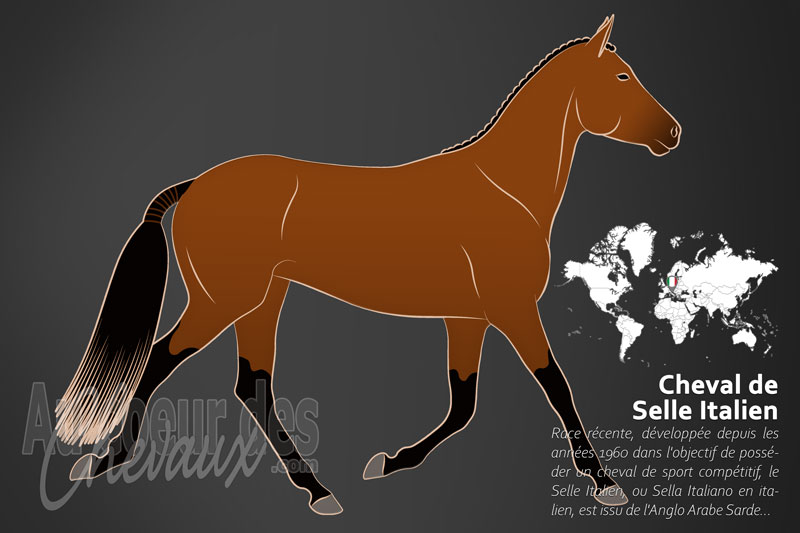 Le Selle Italien un cheval de selle originaire de l'Italie