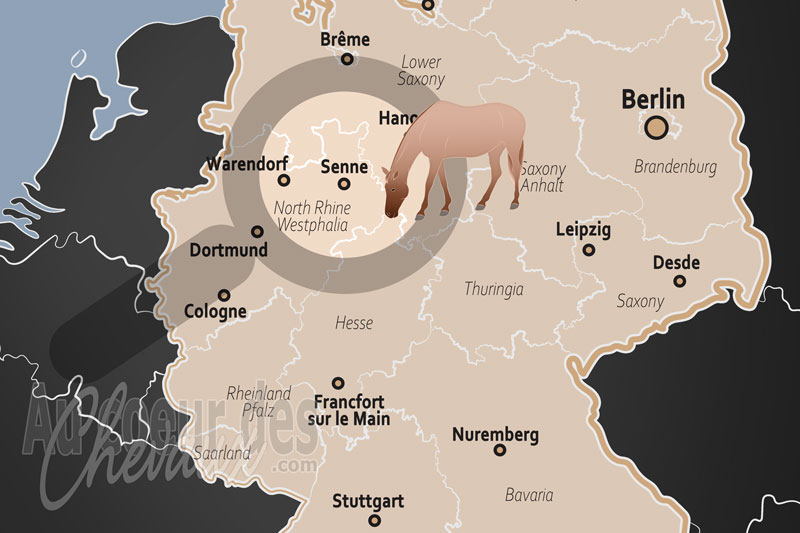 Senne, le dernier galop sauvage de la westphalie