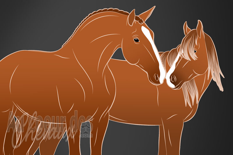 Le Sens du toucher du cheval, sensibilit� cutan�e, vibrisses et vecteur de communication