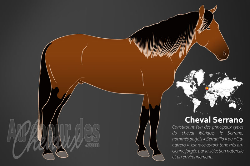 Le Serrano un cheval de petite taille originaire de l'Espagne