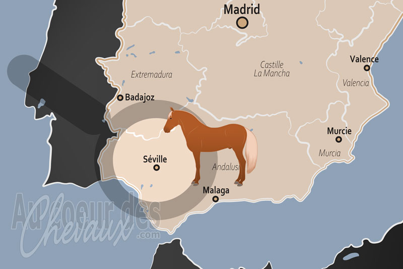 S�ville, capitale mondiale du cheval de pure race espagnole