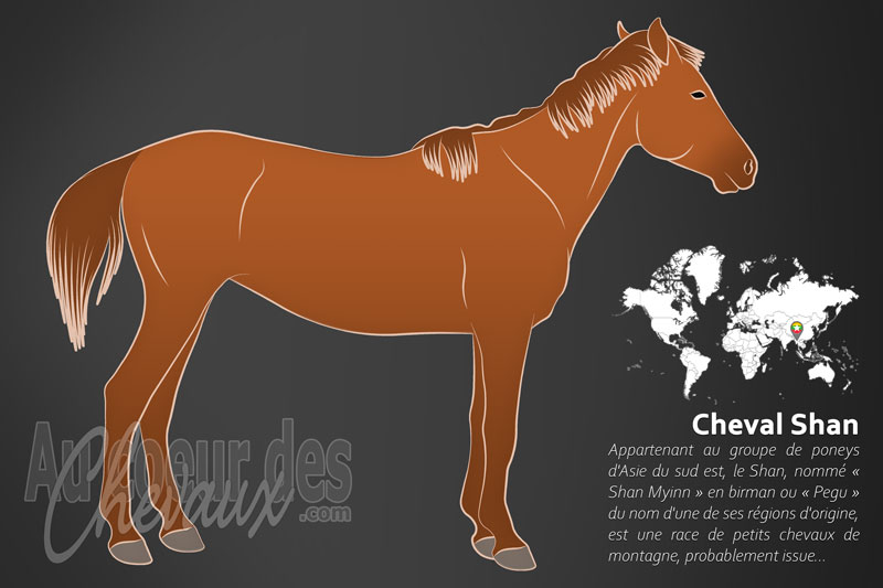 Le Shan un cheval de petite taille originaire de Myanmar (Birmanie)