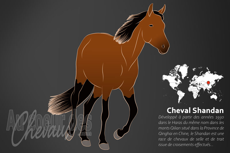 Le Shandan un cheval de selle originaire de la Chine