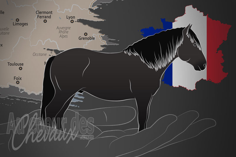 La Sherpa France Association des M�rens, une organisation qui g�re le poney m�rens en france