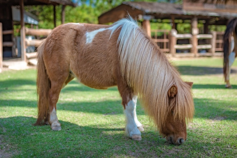 Une vue du Poney Shetland au p�turage