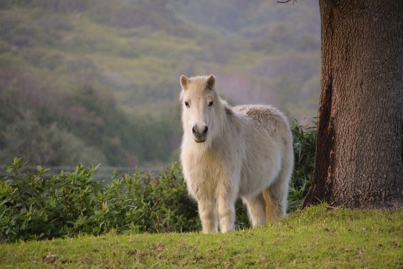 Une vue du Poney Shetland en libert�
