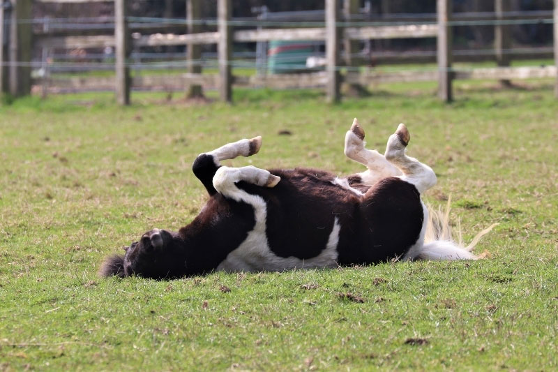 Une vue du Poney Shetland qui se repose