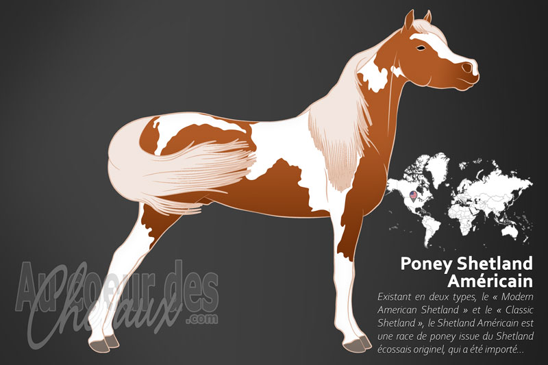 Le Shetland Am�ricain un poney originaire des �tats Unis
