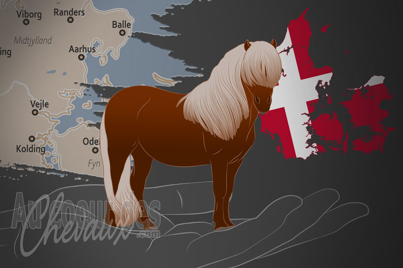 L'Association des Poneys Shetland au Danemark, une organisation qui g�re le poney shetland au danemark