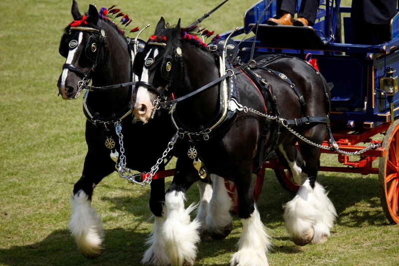 Le Cheval Shire � l'attelage